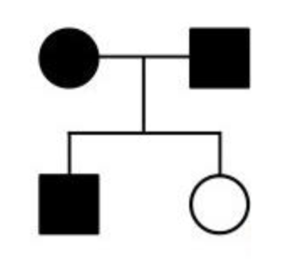 <p><span style="color: blue">If the following pedigree represents the mode</span><span style="color: blue"><br></span><span style="color: blue">of inheritance of an autosomal dominant trait,</span><span style="color: blue"><br></span><span style="color: blue">what could you conclude about the genotype</span><span style="color: blue"><br></span><span style="color: blue">of the parents?</span><span style="color: blue"><br></span><span style="color: blue">A. Both parents are homozygous recessive</span><span style="color: blue"><br></span><span style="color: blue">B. Both parents are homozygous dominant</span><span style="color: blue"><br></span><span style="color: blue">C. One of the parents is homozygous dominant</span><span style="color: blue"><br></span><span style="color: blue">and the other one is homozygous recessive</span><span style="color: blue"><br></span><span style="color: blue">D. At least one of the parents must be</span><span style="color: blue"><br></span><span style="color: blue">heterozygous</span><span style="color: blue"><br></span><span style="color: blue">E. Both parents must be heterozygous</span></p>