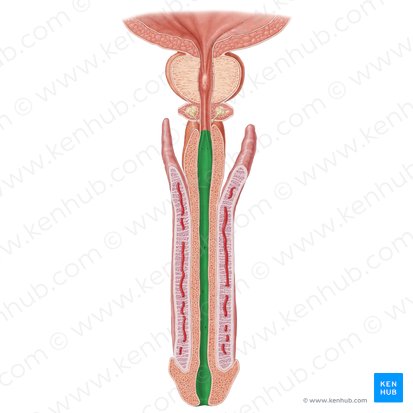 <p>What is another name for the <strong>penile urethra</strong>?</p>