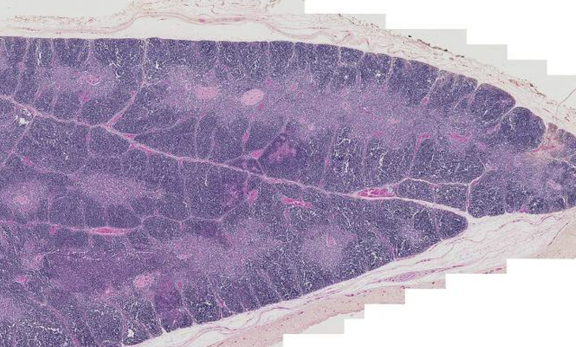 <p>What is this?</p>