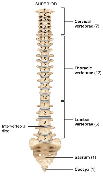 <p>twenty-six; seven in the cervical, twelve in the thoracic, five in the lumbar, one as the sacrum (5 fused), and one as the coccyx (4 fused)</p>