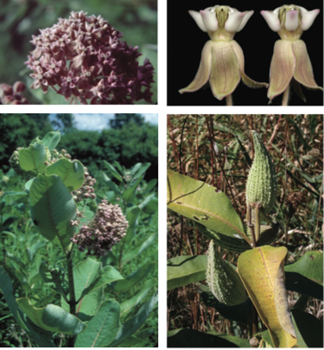 <p>common milkweed</p>