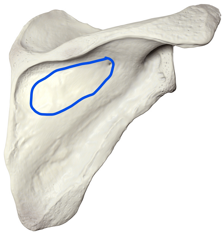 <p><span>Large depression located on the posterior side of the scapula, below the spine, and serves as the origin for the infraspinatus muscle</span></p>