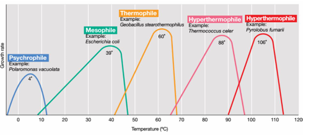 <p>Los factores ambientales afectan mucho al crecimiento del organismo, como:</p><ul><li><p>Nutrientes</p></li><li><p>pH</p></li><li><p>Presión osmótica</p></li><li><p>Oxígeno</p></li><li><p>Temperatura</p><ul><li><p>(algunas crecen a temperaturas extremas pero la mayoría de bacterias son mesófilas, es decir, que se hallan a la temperatura corporal como temperatura óptima de crecimiento y si les subimos la temperatura no podrán crecer más).</p></li></ul></li></ul><p></p>