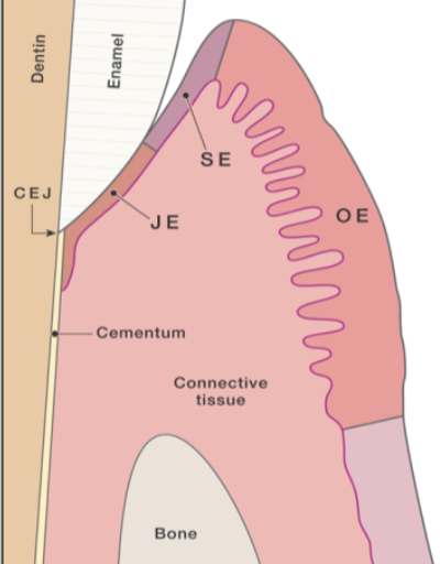 <p>Three Anatomical Areas of Gingival Epithelium:</p>