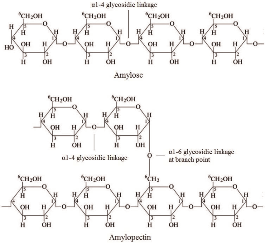 <ul><li><p><strong>amylose</strong>: a straight chain of a-glucose molecules in an a1-4 glycosidic linkages</p></li><li><p><strong>amylopectin</strong>: main chain of a-glucose in a1-4 linkages &amp; branches of a-glucose off the main chain in a1-6 linkages at the branch points</p></li></ul><p></p>
