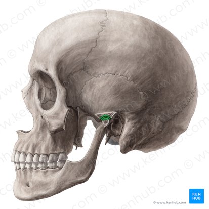 <p><span><span>a deep, oval-shaped depression in the squamous part of the temporal bone of the skull, located just in front of the external acoustic meatus</span></span></p>