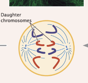 <ul><li><p>the sister chromatids move towards opposite poles</p></li><li><p>previously known 2 sister chromatids are now known as 2 individual unreplicated chromosomes</p><p></p></li></ul><p></p>