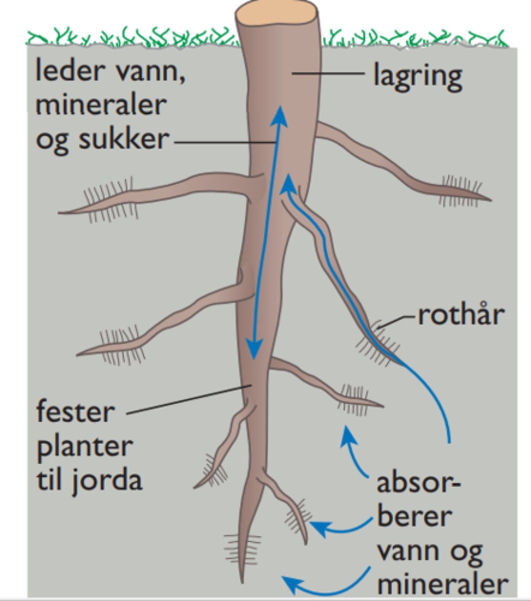 <p>Rota tar opp stoffer aktivt (inneholder N, P, K, Ca) --> høyere konsentrasjon av ioner inni rota enn utenfor. Vann følger derfor passivt med gjennom osmose:</p><p>1. Vannet går gjennom cytoplasma i cellene i barken</p><p>2. Vannet går gjennom kanaler mellom barkcellene</p>