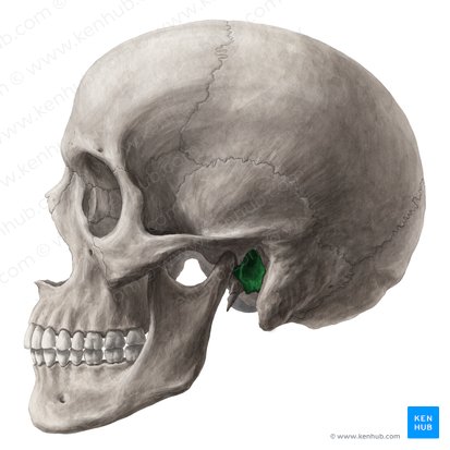 <p>hole under the temporal bone for ear</p>