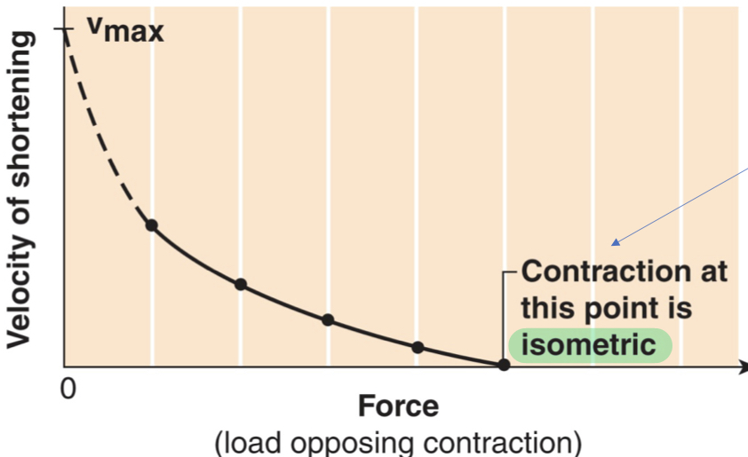 <ul><li><p>for muscle to contract, they must generate force that is GREATER than the opposing forces</p></li><li><p>the greater the FORCE, the SLOWER the contraction</p></li></ul>