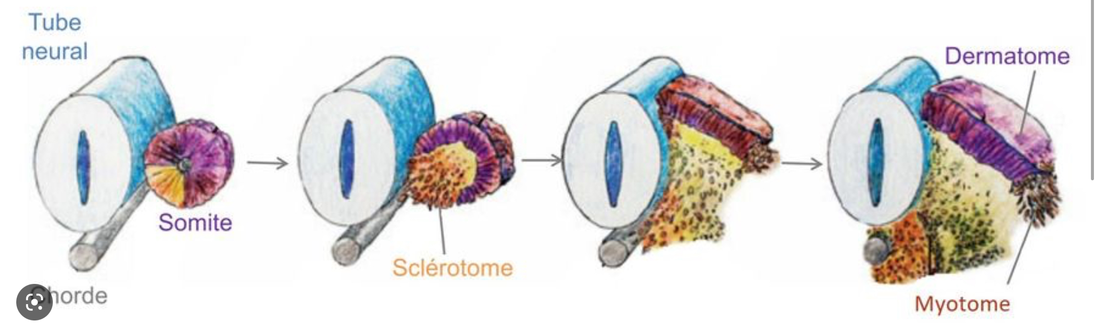 the dorsal part of each somite in a vertebrate embryo, giving rise to the skeletal musculature.
