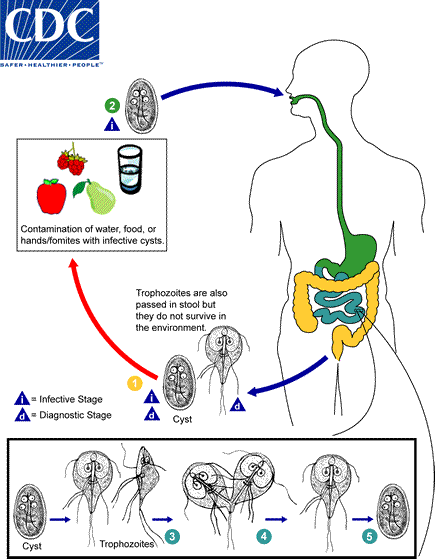<ol><li><p>Infection occurs by the ingestion of cysts in contaminated water, food, or by the fecal-oral route (hands or fomites) </p><ul><li><p><span>both cysts and trophozoites can be found in the feces (diagnostic stages) </span></p></li></ul></li><li><p><span>In the small intestine, excystation releases trophozoites (each cyst produces two trophozoites) </span></p></li><li><p><span>Trophozoites multiply by longitudinal binary fission, remaining free in the lumen of the proximal small bowel or attached to the mucosa by a ventral sucking disk </span></p></li><li><p><span>Encystation occurs as the parasites transit toward the colon—cyst is the stage found most commonly in nondiarrheal feces</span></p></li></ol><p></p>