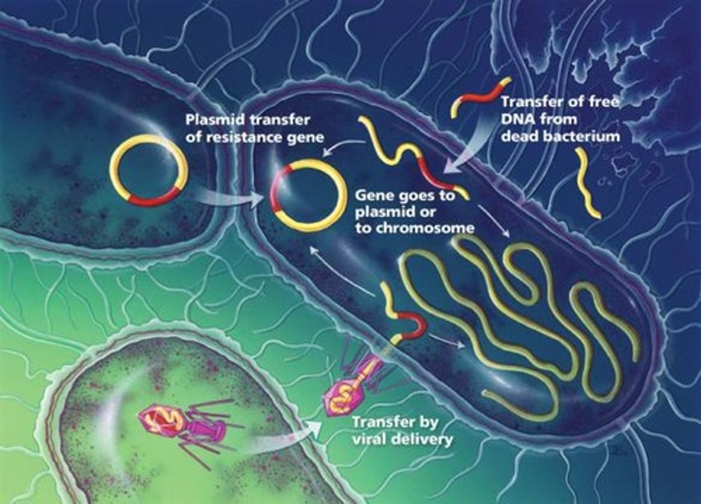 <p>Uptake of foreign DNA by a cell.</p>
