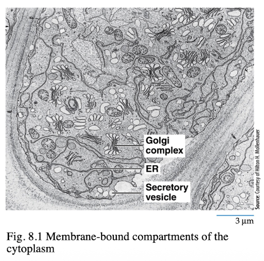 <ul><li><p>Formed by ER, Golgi complex, endoscopes, lysosomes, vacuoles that act as a coordinated unit</p></li><li><p>Distinct compartments bound by membrane barriers and contain specialized proteins for particular activities</p></li></ul><p></p>