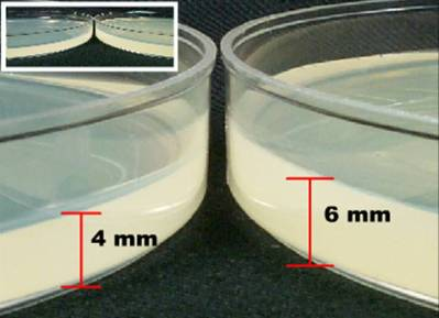 <p><span>Which one of these plates shows the correct depth for performing disk diffusion testing?</span></p>