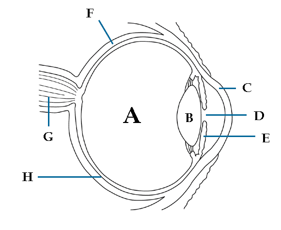 <p>label eye</p>