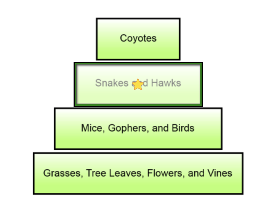 <p>Snakes and Hawks</p>