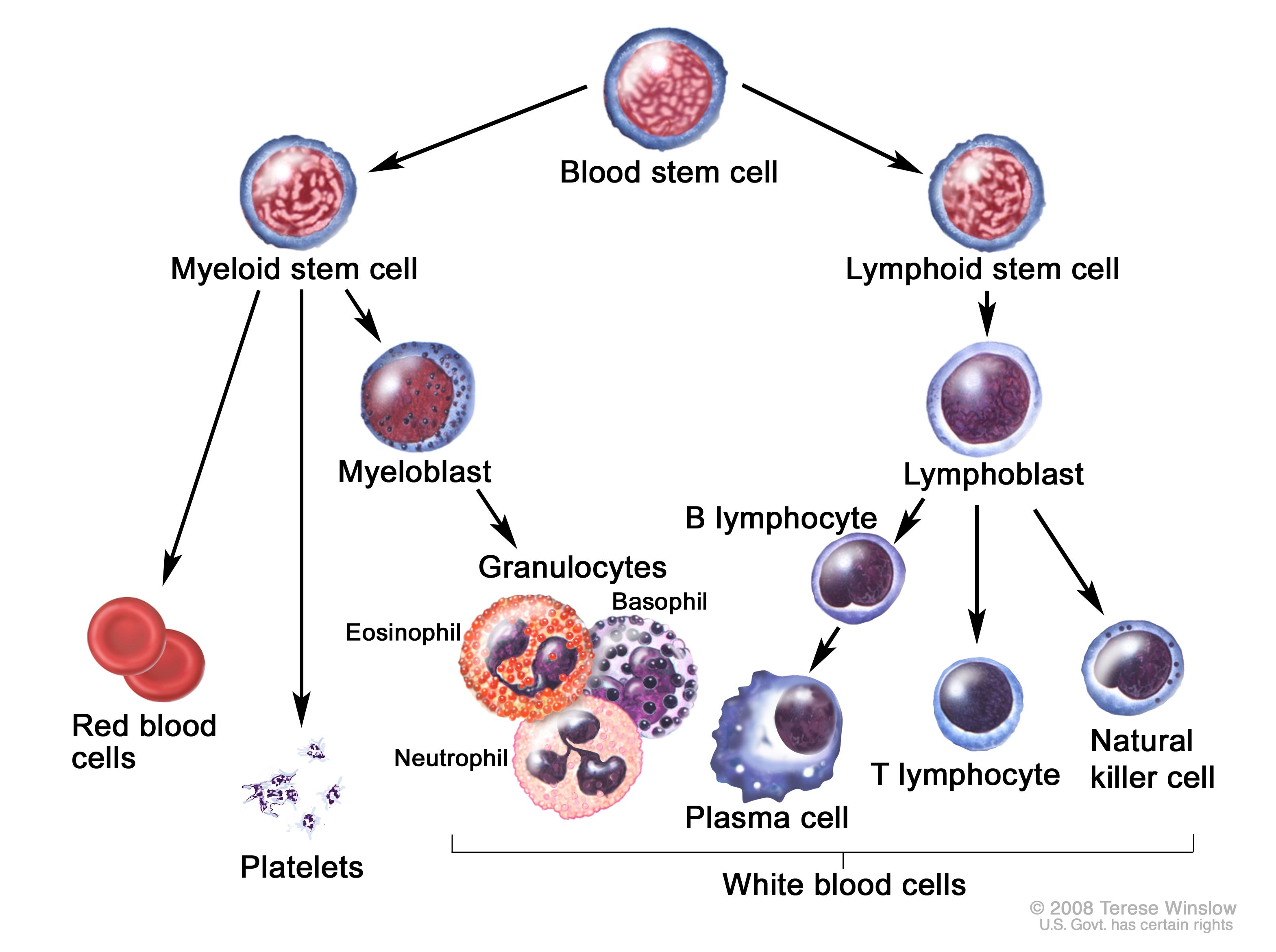 <ol><li><p>monocytes (which mature into macrophages)<em> FYI: a WBC</em></p></li><li><p>lymphocytes</p></li><li><p>plasma cells</p></li></ol><p></p>