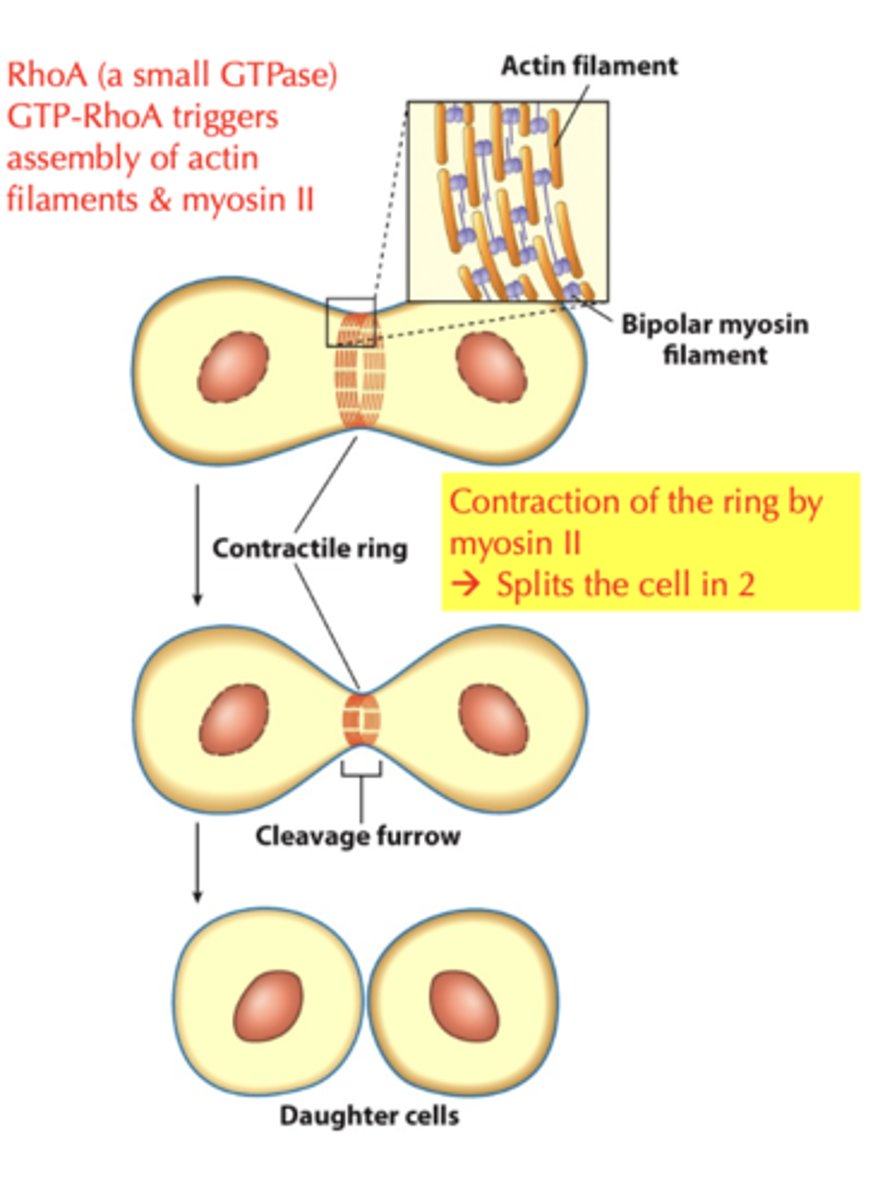<p>- cell divides into 2 daughter cells, division of the cytoplasm</p><p>- actin filaments are concentrated within the cleavage furrow</p><p>- LOOK AT DIAGRAM!!!!</p>