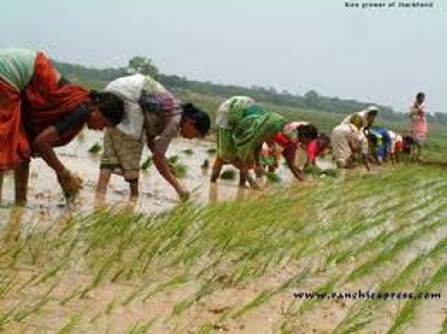 <p>agriculture that uses a lot of labor to produce as much as possible</p>