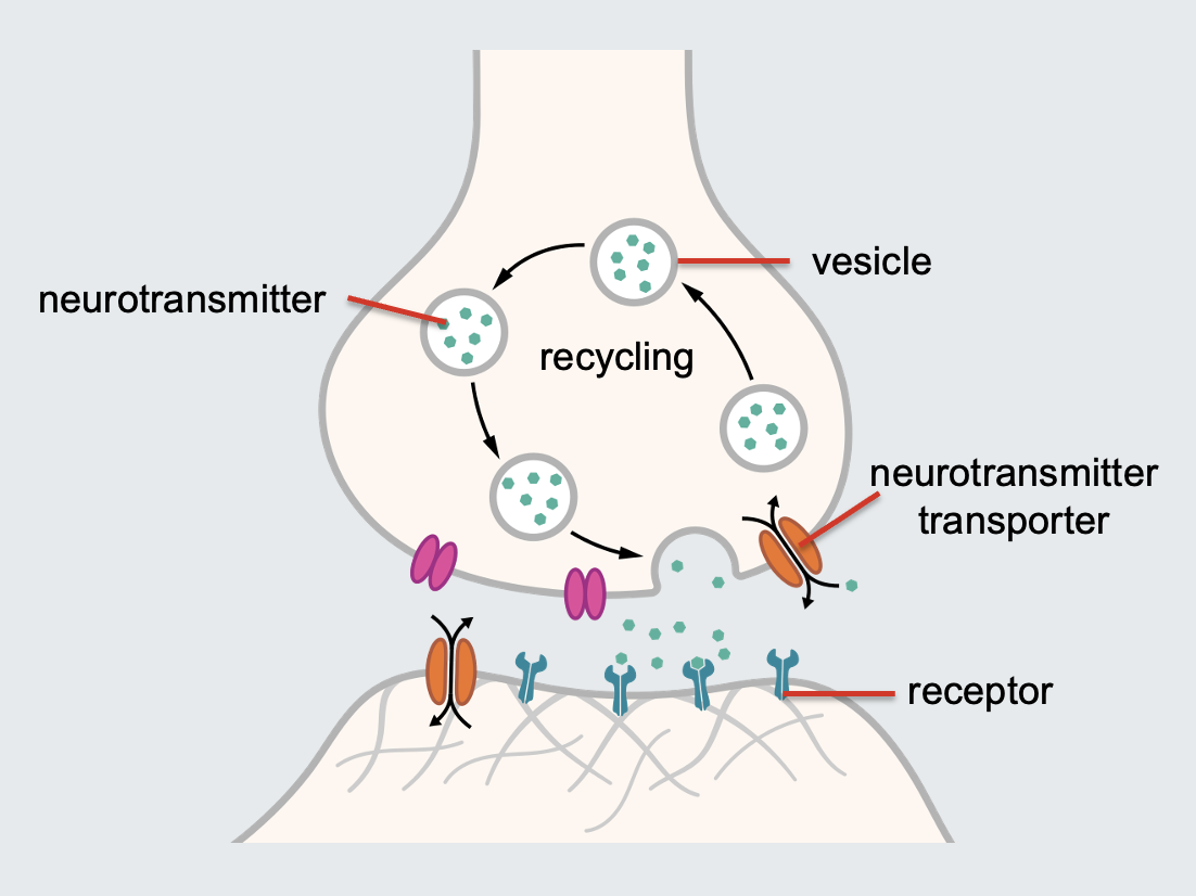 <ul><li><p><strong>Postsynaptic Density:</strong></p><ul><li><p>As neurotransmitters reach the postsynaptic membrane, they encounter a dense area of receptors located in the postsynaptic density.</p></li></ul></li><li><p><strong>Variety of Receptors:</strong></p><ul><li><p>The types of receptors present depend on various factors:</p><ol><li><p><strong>Type of Neuron:</strong> Different neurons have different receptors.</p></li><li><p><strong>Signalling Mechanisms:</strong> Receptors vary based on the cell's signalling processes.</p></li><li><p><strong>Location:</strong> The location within the nervous system influences receptor types.</p></li><li><p><strong>Function:</strong> The specific function of the neuron also determines receptor variety.</p></li></ol></li></ul></li></ul><p></p>