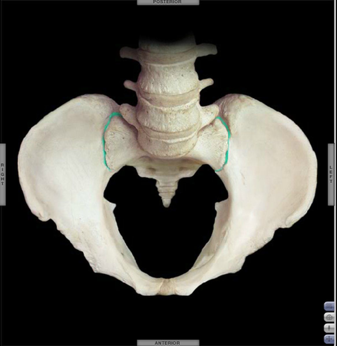 <p>on posterior side, articulation between sacrum and ilium bones</p>