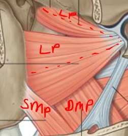 <p>Medial Pterygoid (2 heads - Superficial + Deep)</p><p><strong>Origin -</strong> S-palatine bone + maxilla / D-medial surface of lateral pterygoid plate</p><p><strong>Insertion -</strong> Medial surface of mandible near angle</p><p><strong>Fxn -</strong> Elevate mandible / move mandible side to side</p><p><strong>N -</strong> Mandibular branch of trigeminal N</p>