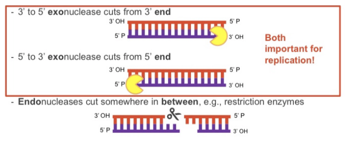 <p>enzymes which cut phosphodiester bond</p><ul><li><p>3 to 5’ exonuclease cuts from 3’ end</p></li><li><p>5’ to 3’ exonuclease cuts from 5’ end</p></li><li><p>endonucleases cut somewhere in between</p></li></ul><p></p>