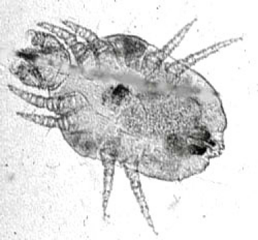 <p>what kind of mite</p>