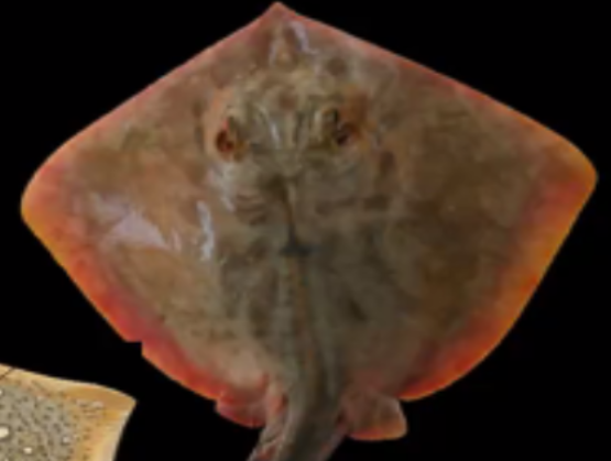 <p>What is the scientific name of this specimen?</p>