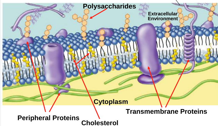 <p>Transmembrane protein:  help with transport, float in lipid bilayer, pass in bilayer</p><p>Peripheral protein: embedded in membrane, attached to the surface of the membrane </p>