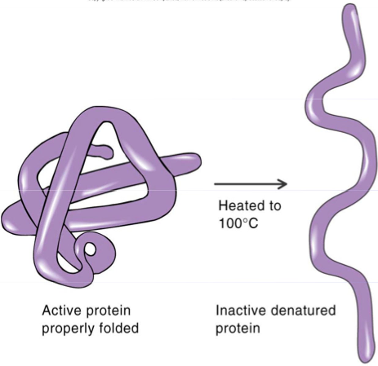 <p>loss of normal shape of a protein due to heat or other factor</p>