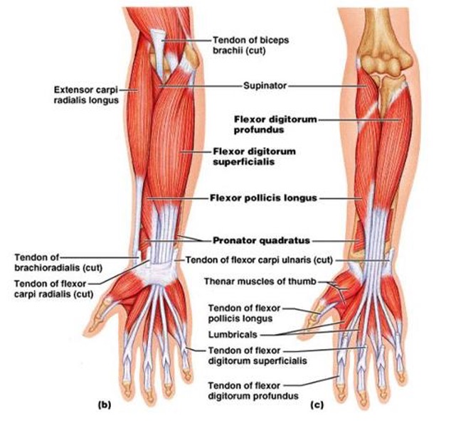 <p><strong>origin:</strong> humeroulnar head from medial epicondyle of humerus and medial border of coronoid process of ulna, radial head from oblique line on anterior surface of shaft of radius</p><p><strong><mark data-color="red">insertion: </mark></strong><mark data-color="red">base of middle phalanx of 2-5 fingers</mark></p><p><strong>innervation:</strong> median nerve</p><p><strong>action: </strong>flex middle phalanx of fingers and assist in flexing proximal phalanx at MCP joint</p>