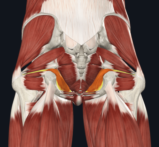 <p>Often - Name the Yellow highlighted muscle </p>