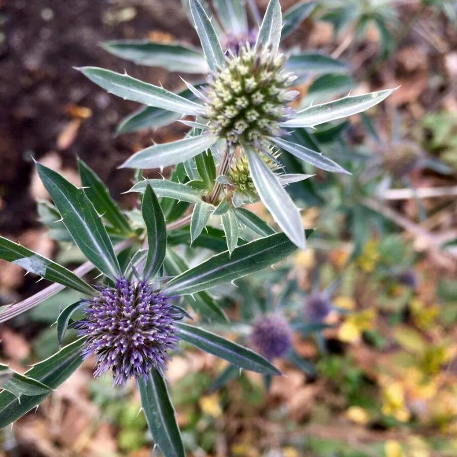 <p><em>Apicaceae -</em> miříkovité</p><p><em>Eryngium campestre</em> - máčka ladní</p>