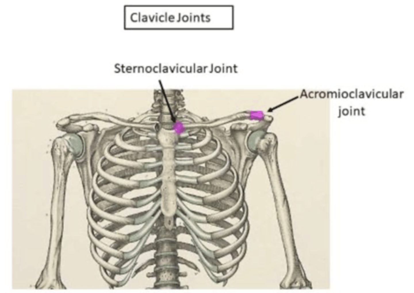 <p>The clavicle articulates at two planar (2 planes) diarthrosis joints: </p><p>1) sternoclavicular joint</p><p>2) acromioclavicular joint</p>