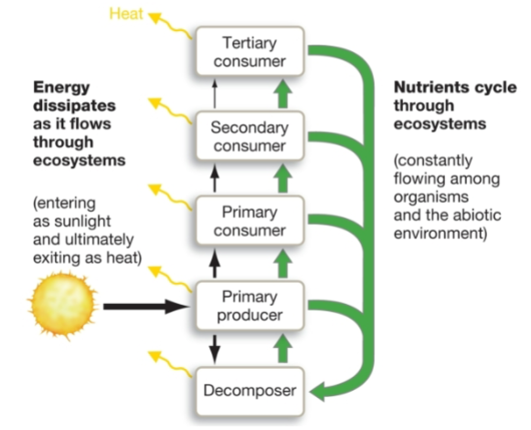 <ul><li><p>energy eventually dissipates</p></li><li><p>sun replenishes energy</p></li><li><p>nutrients cycled through ecosystem</p><ul><li><p>neither gained or lost</p></li></ul></li><li><p>energy moves in form of biomass when organisms eat another</p></li><li><p>same energy source type = same trophic level (feeding)</p></li></ul><p></p>