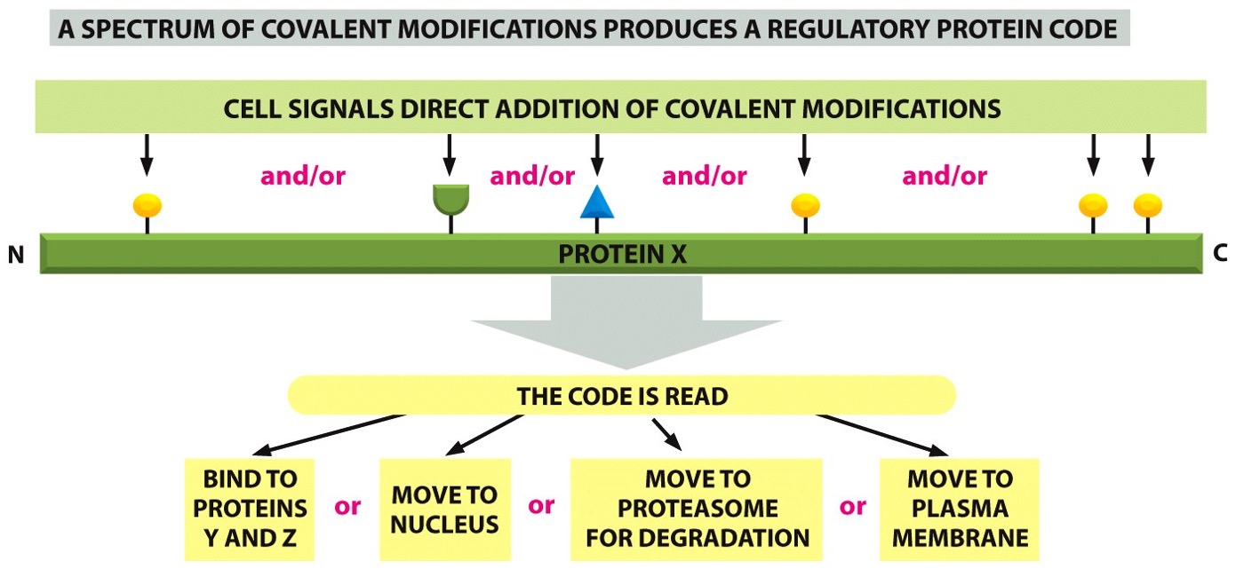 <p>What does the blue triangle represent ?</p>