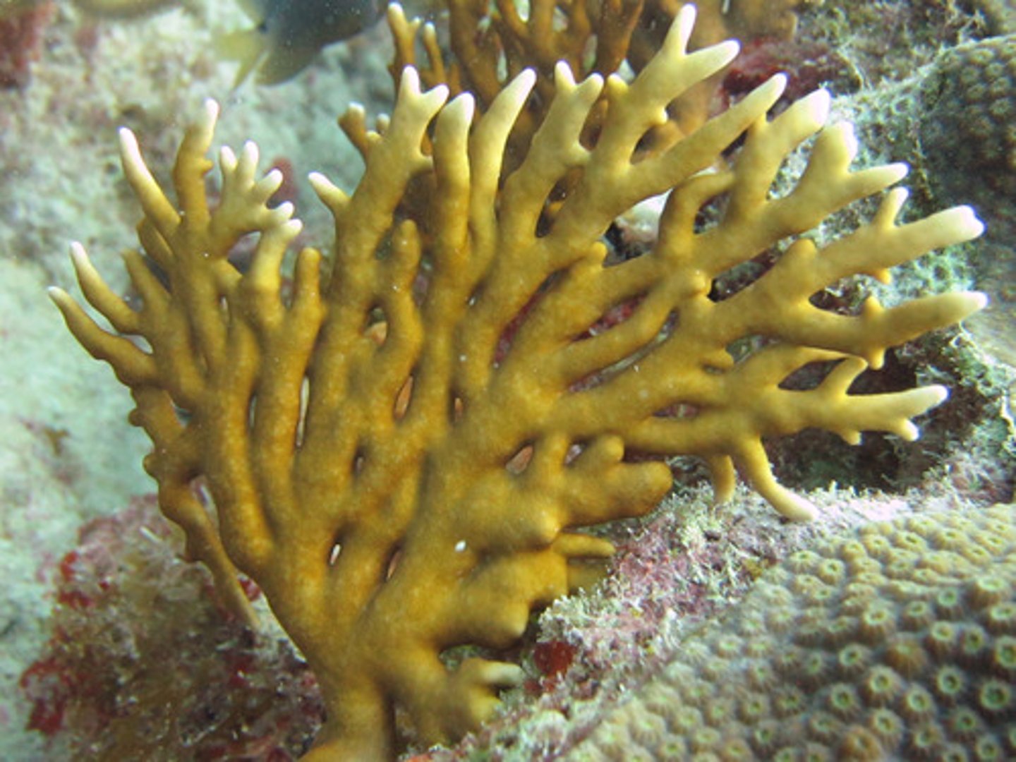 <p>3D tubular corals that show evidence of secondary branching</p>