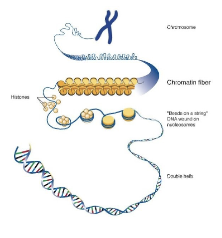 methylation of DNA drives the chromatin into an _ structure (_ instead of _)