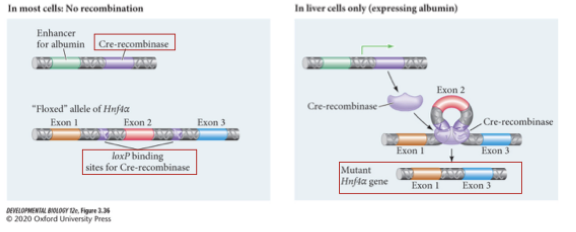 <p><strong>what is cre-lox and when would we use it? </strong></p>