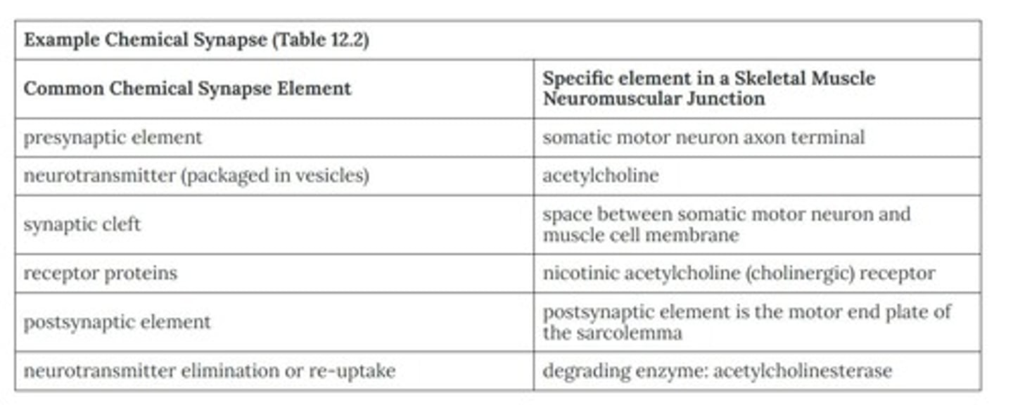 <p>Site where neurotransmitters transmit signals between neurons.</p>