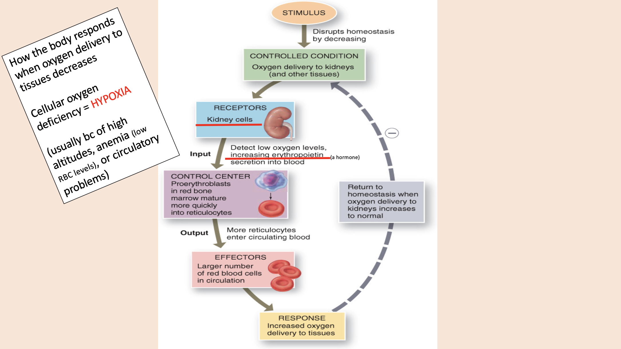 <p>To homeostasis when oxygen delivery to kidneys increases to normal. </p>