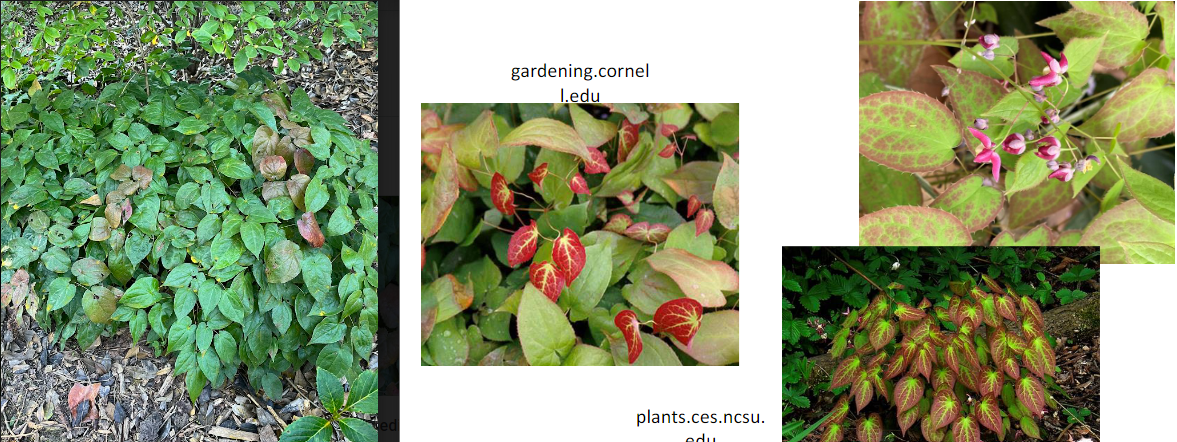 -new leaves are red, turn red again in fall
-short and spread out