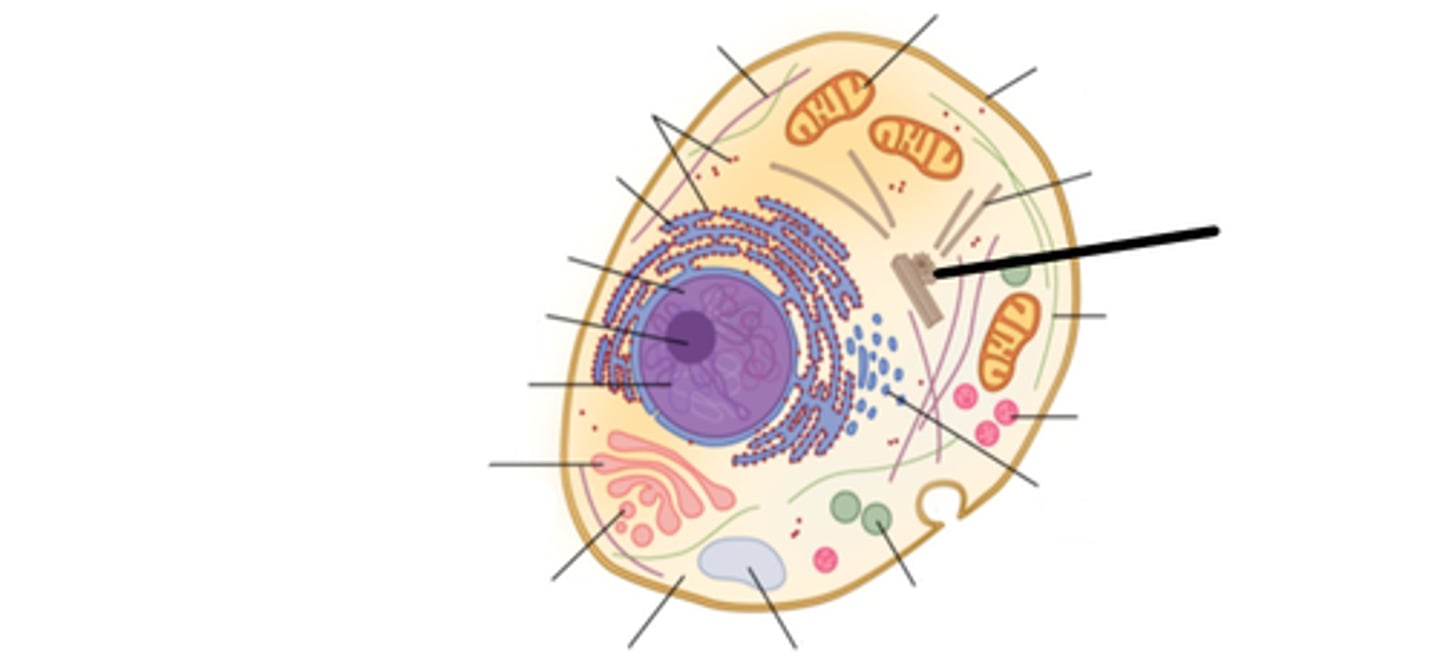 <p>The is only found in animal cells and helps with cell division.</p>