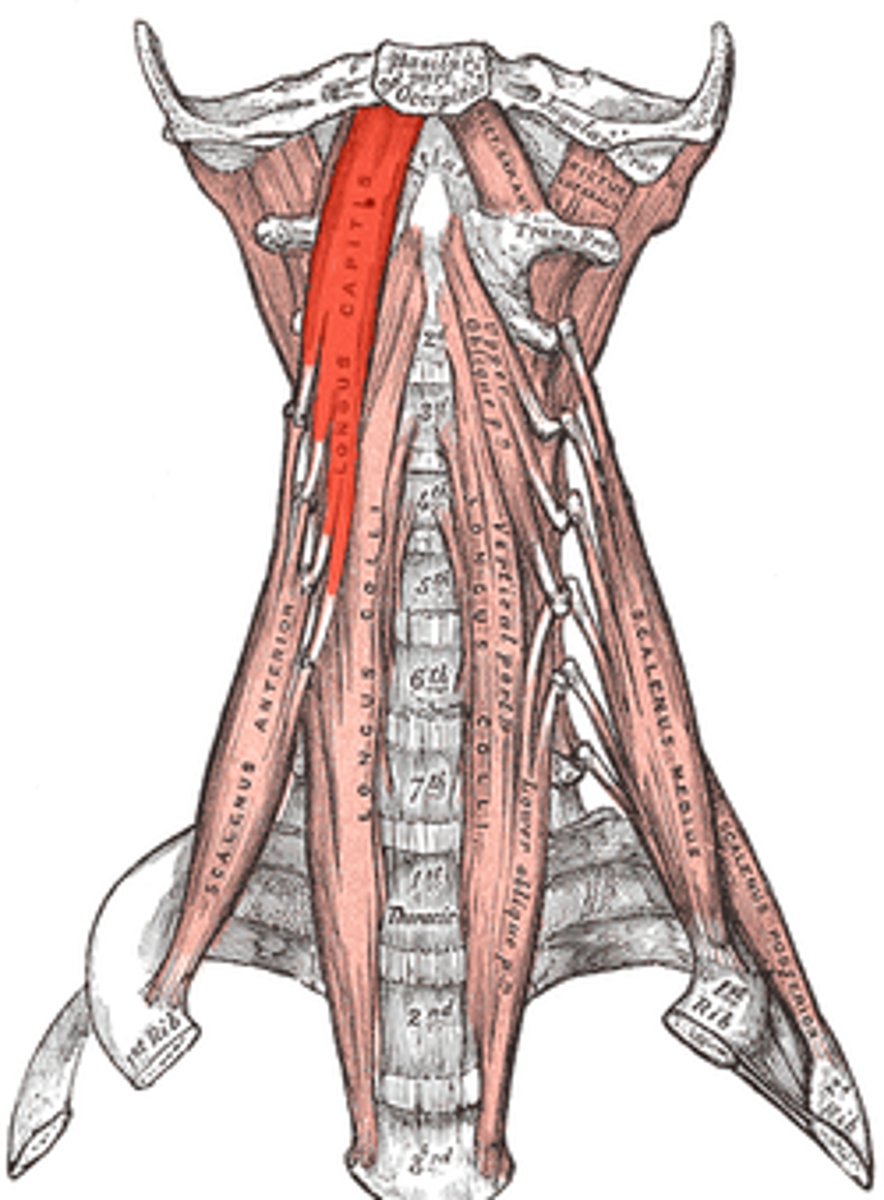 <p>o: occipital bone</p><p>i: transverse process of C3-C6</p><p>ventral rami C1-C3</p><p>flex head</p>