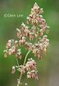 Veiny meadow rue