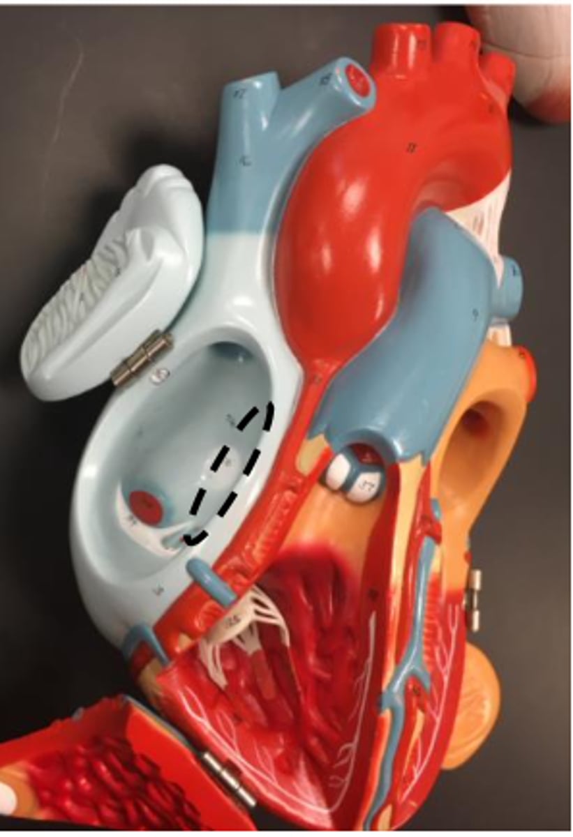 <p>what the walls between the atriums?</p><p></p>