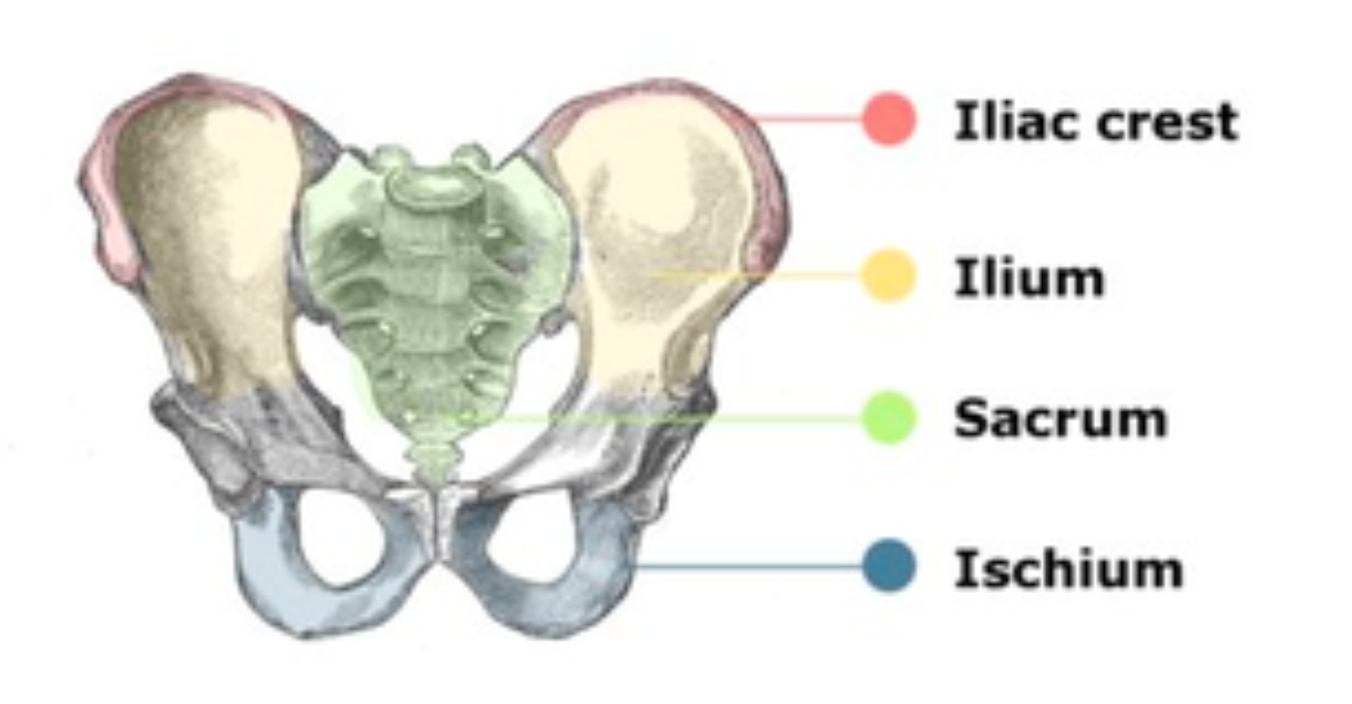 <p>Girdle of bones that attach the spine to the pelvic limbs. Comprised of three pairs of bones - ilium, ischium, pubis (one of each pair on each side) </p>