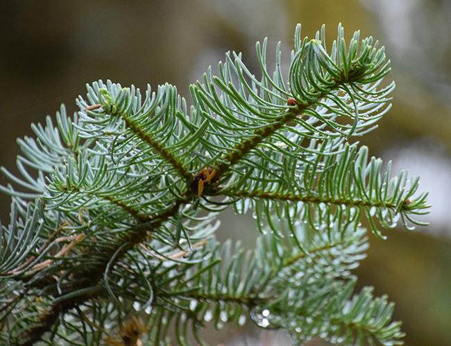 <p>pay attention to how the needles grow on the stem</p>